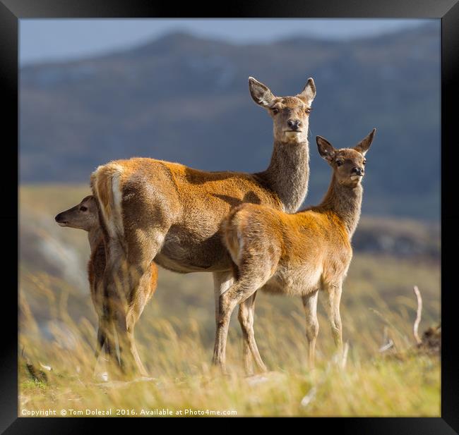 Highland fawns with Hind Framed Print by Tom Dolezal