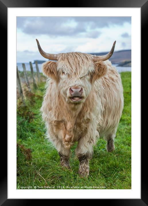 Assynt Highland cow Framed Mounted Print by Tom Dolezal