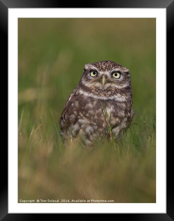 Little Owl Framed Mounted Print by Tom Dolezal