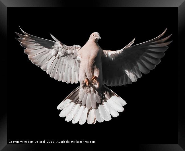 Incoming Collar Dove Framed Print by Tom Dolezal