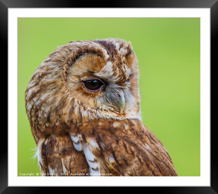 Tawny Owl eye Framed Mounted Print by Tom Dolezal