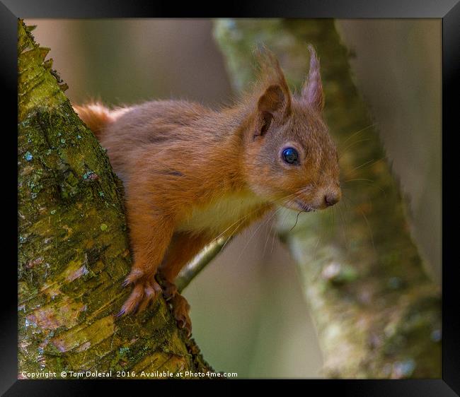 Inquisitive red squirrel. Framed Print by Tom Dolezal