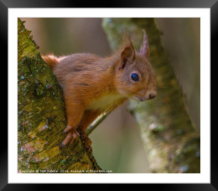 Inquisitive red squirrel. Framed Mounted Print by Tom Dolezal