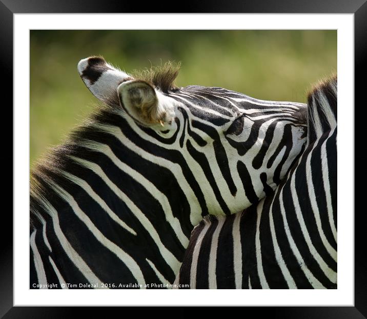 Zebra affection Framed Mounted Print by Tom Dolezal