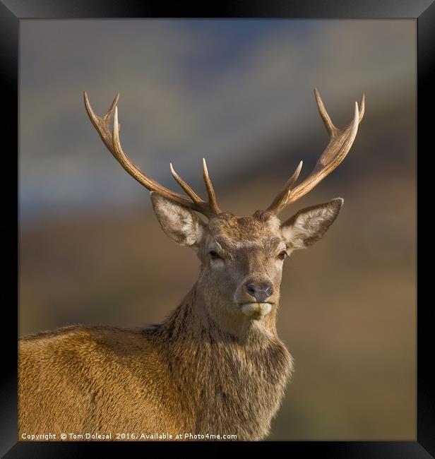 Highland Red deer Stag portrait Framed Print by Tom Dolezal