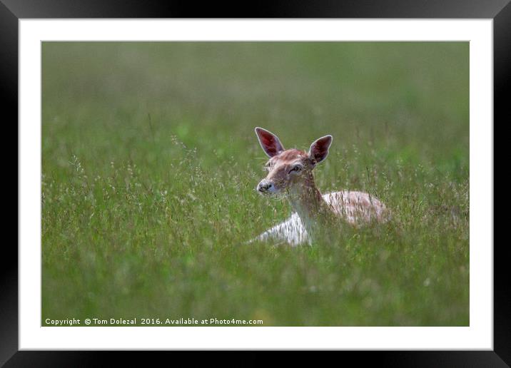 Resting Fallow fawn Framed Mounted Print by Tom Dolezal