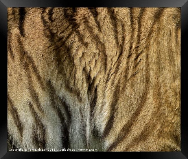 Sumatran tiger fur Framed Print by Tom Dolezal