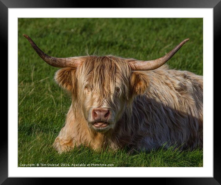 Highland Cow portrait Framed Mounted Print by Tom Dolezal