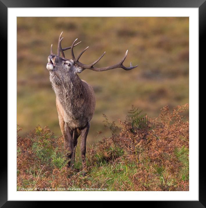 Stag eye view Framed Mounted Print by Tom Dolezal