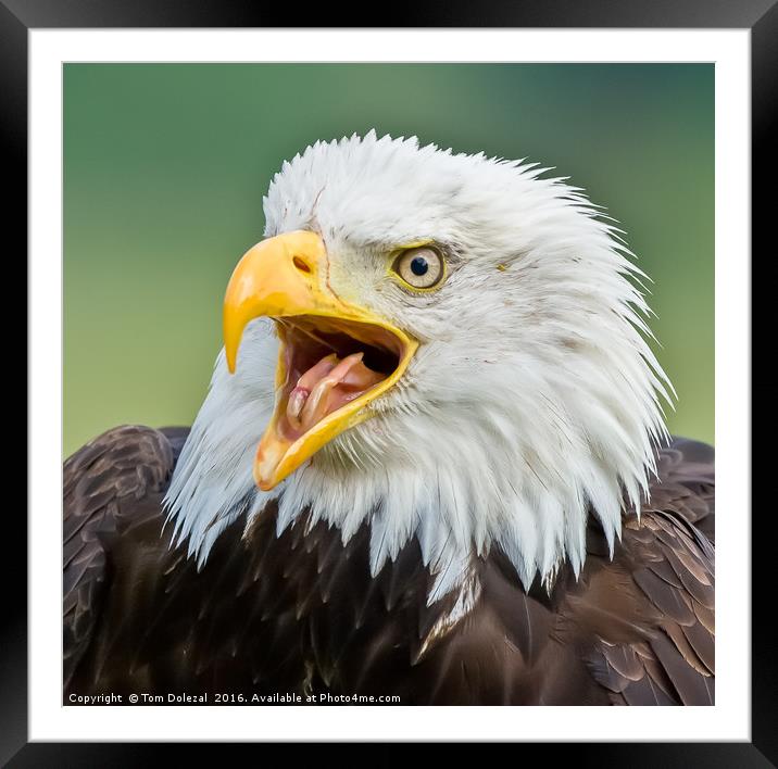 Bald Eagle portrait Framed Mounted Print by Tom Dolezal