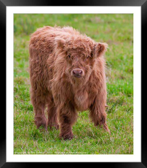 Cute Highland calf Framed Mounted Print by Tom Dolezal