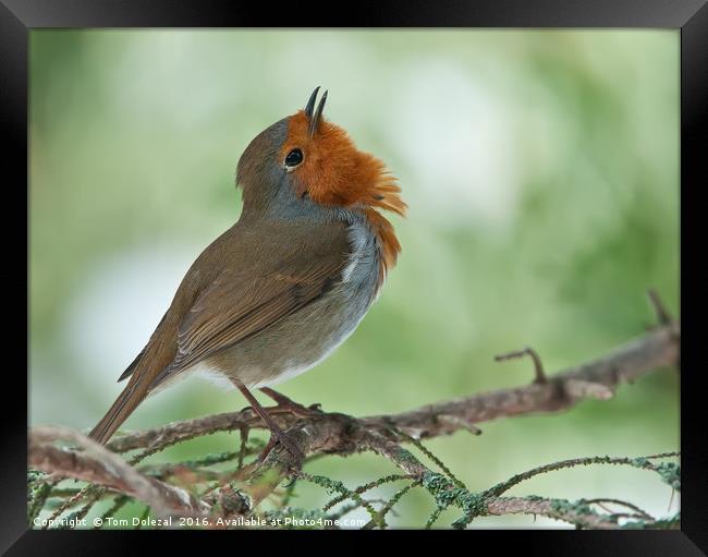 Romantic Robin  serenading on Valentine's Day Framed Print by Tom Dolezal