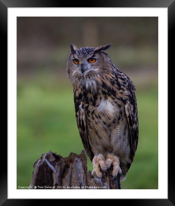 Staring orange eyes of a Posing Eagle owl  Framed Mounted Print by Tom Dolezal