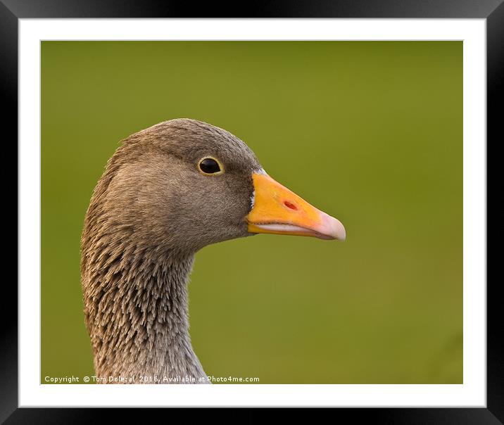 Greylag goose profile Framed Mounted Print by Tom Dolezal