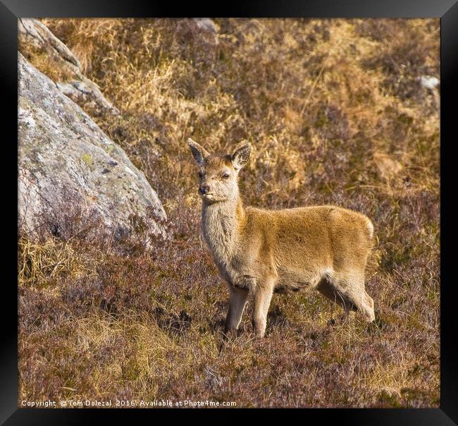 Up to my knees in heather Framed Print by Tom Dolezal