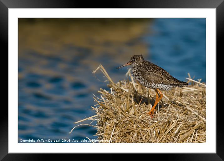Redshank searching for lunch Framed Mounted Print by Tom Dolezal