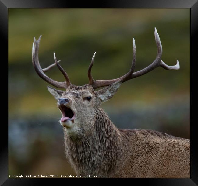 Roaring Highland stag Framed Print by Tom Dolezal