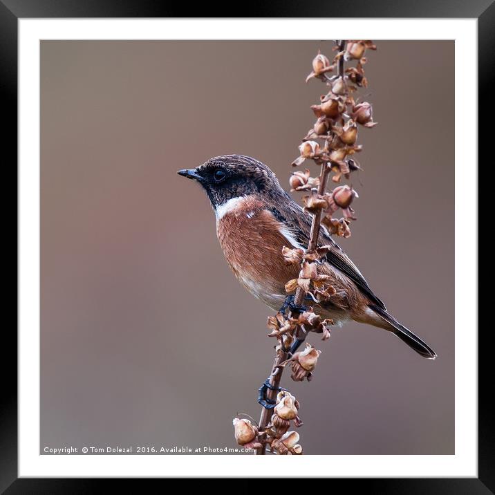 Stonechat Framed Mounted Print by Tom Dolezal