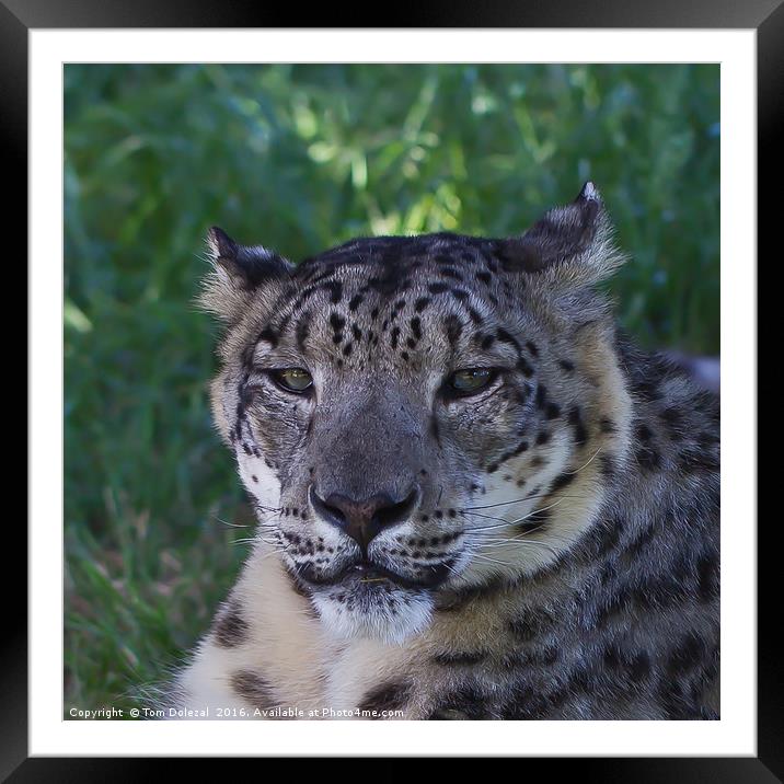 Snow Leopard eyes Framed Mounted Print by Tom Dolezal
