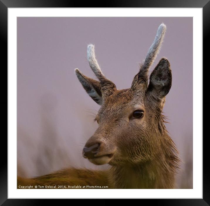 Velvet Stag Framed Mounted Print by Tom Dolezal