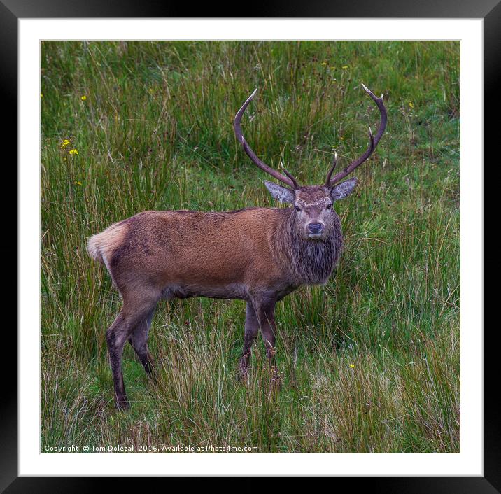 Inquisitive Highland Stag  Framed Mounted Print by Tom Dolezal
