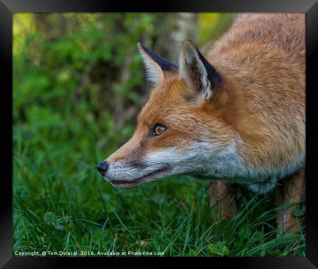 Red Fox profile Framed Print by Tom Dolezal