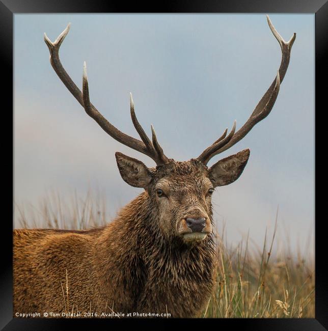 Highland red deer stag portrait Framed Print by Tom Dolezal