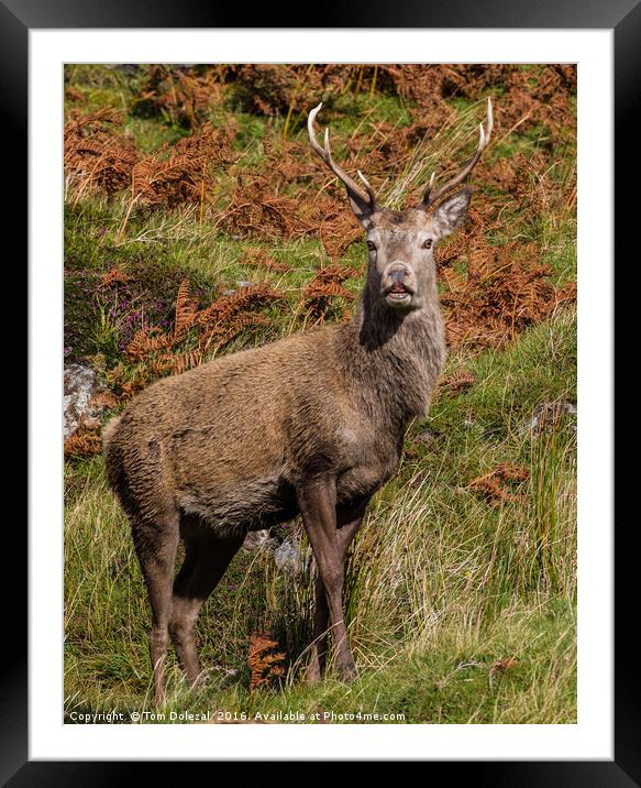 Highland red deer stag. Framed Mounted Print by Tom Dolezal