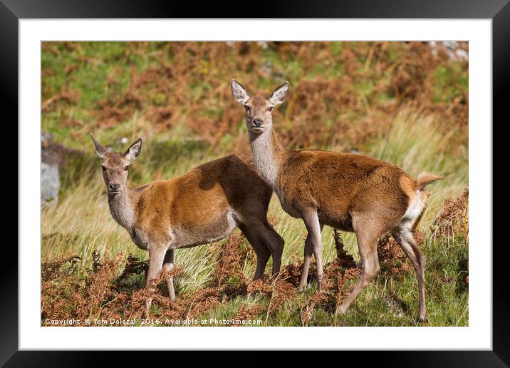 Highland red deer hinds Framed Mounted Print by Tom Dolezal