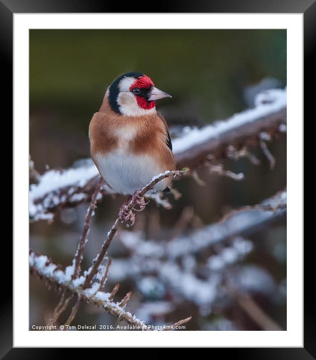 Goldfinch in the snow. Framed Mounted Print by Tom Dolezal
