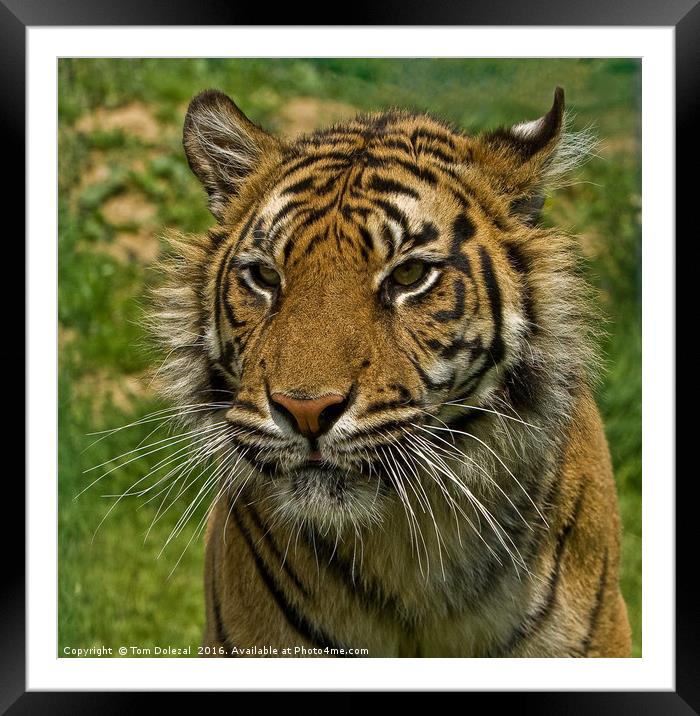 Amur tiger portrait Framed Mounted Print by Tom Dolezal