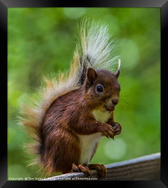 Red squirrel profile Framed Print by Tom Dolezal