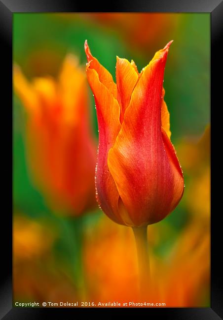 Tulip dew Framed Print by Tom Dolezal