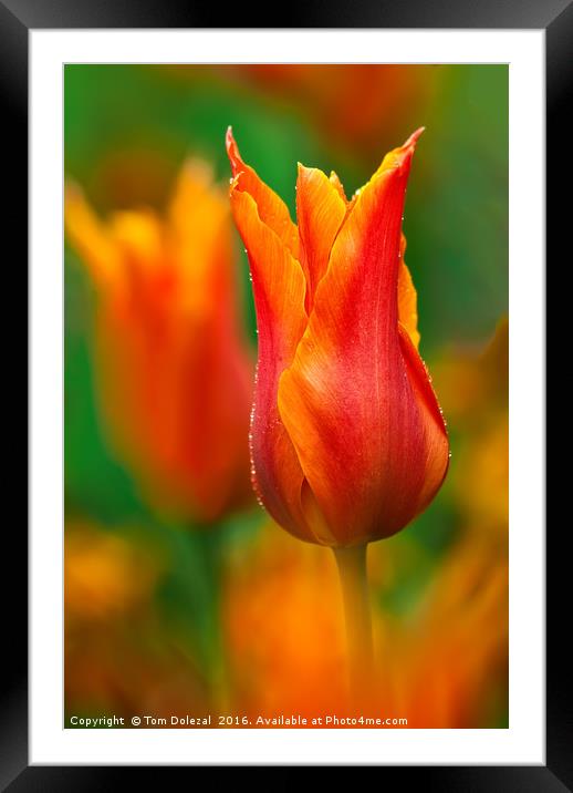 Tulip dew Framed Mounted Print by Tom Dolezal
