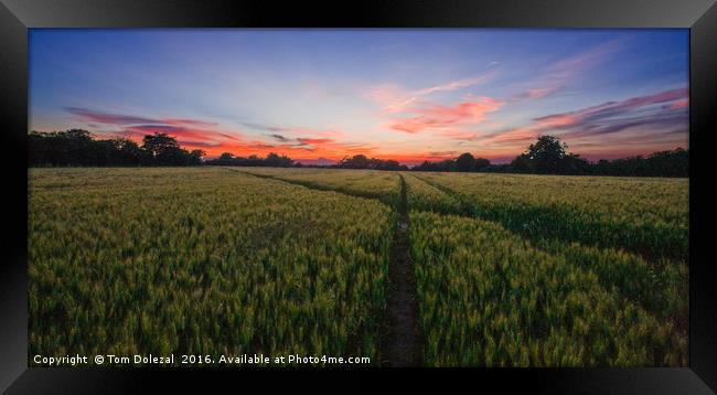 Cornfield sunset Framed Print by Tom Dolezal