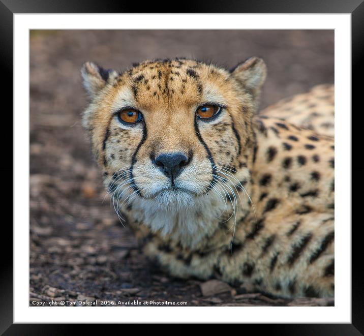 Cheetah portrait Framed Mounted Print by Tom Dolezal