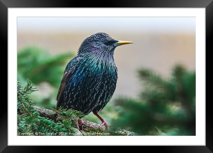 Starling profile Framed Mounted Print by Tom Dolezal
