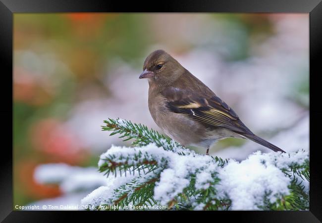 Female Chaffinch in the snow Framed Print by Tom Dolezal