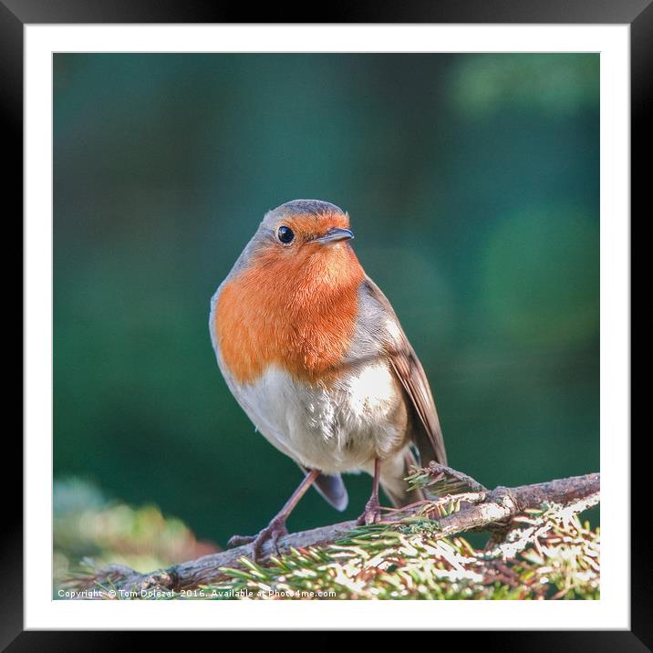 Humble Robin Framed Mounted Print by Tom Dolezal