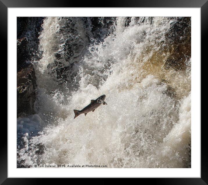 Salmon leaping the falls Framed Mounted Print by Tom Dolezal
