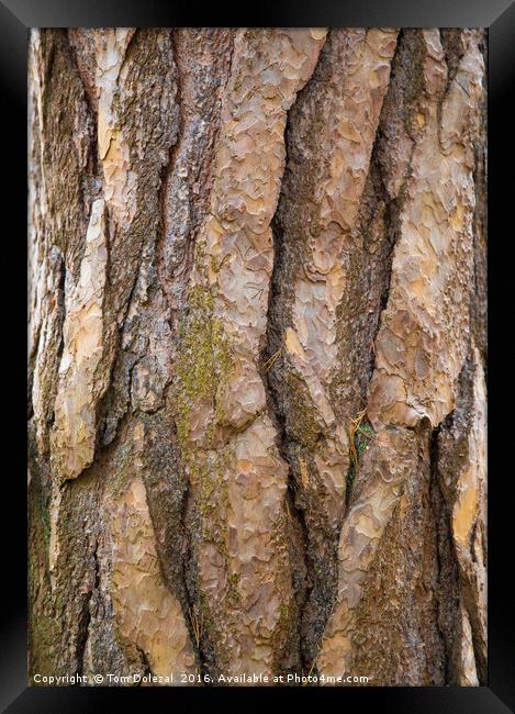 Tree bark Framed Print by Tom Dolezal