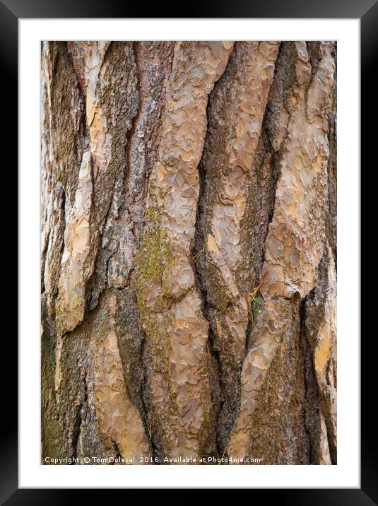Tree bark Framed Mounted Print by Tom Dolezal