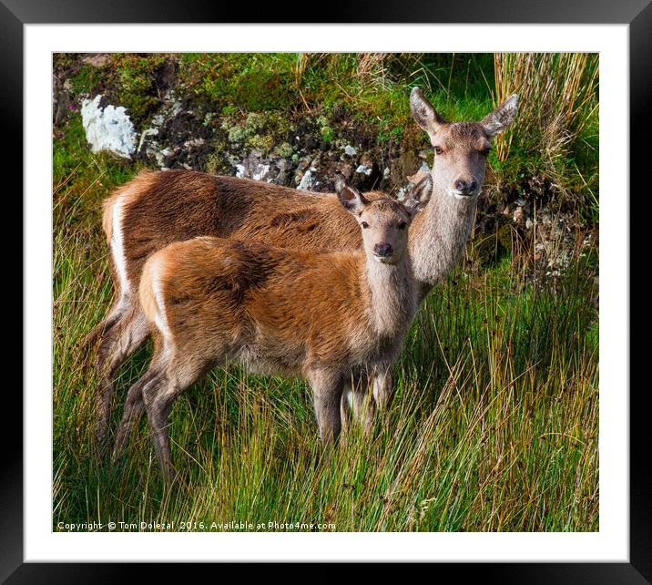 Fawn and Hind Framed Mounted Print by Tom Dolezal