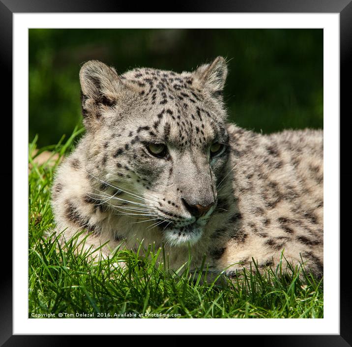 Curious Snow Leopard Framed Mounted Print by Tom Dolezal