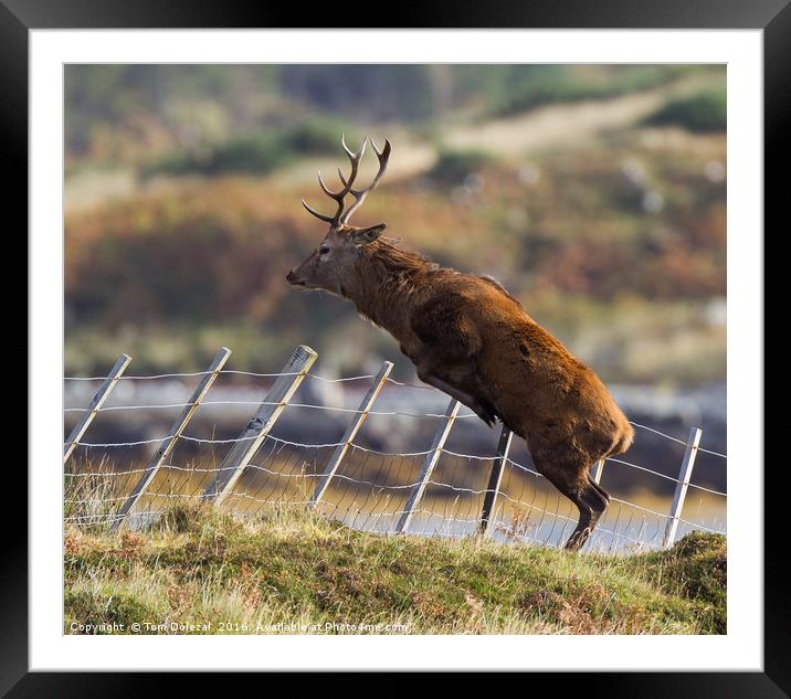 Stag leap Framed Mounted Print by Tom Dolezal