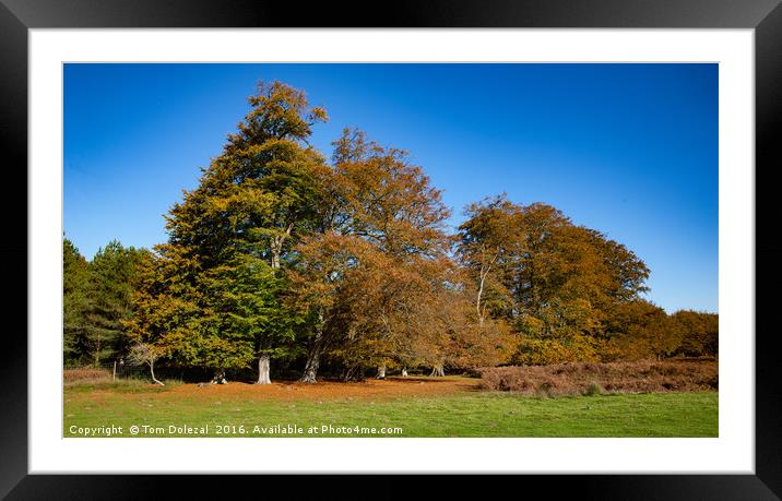Autumn woodland scene Framed Mounted Print by Tom Dolezal