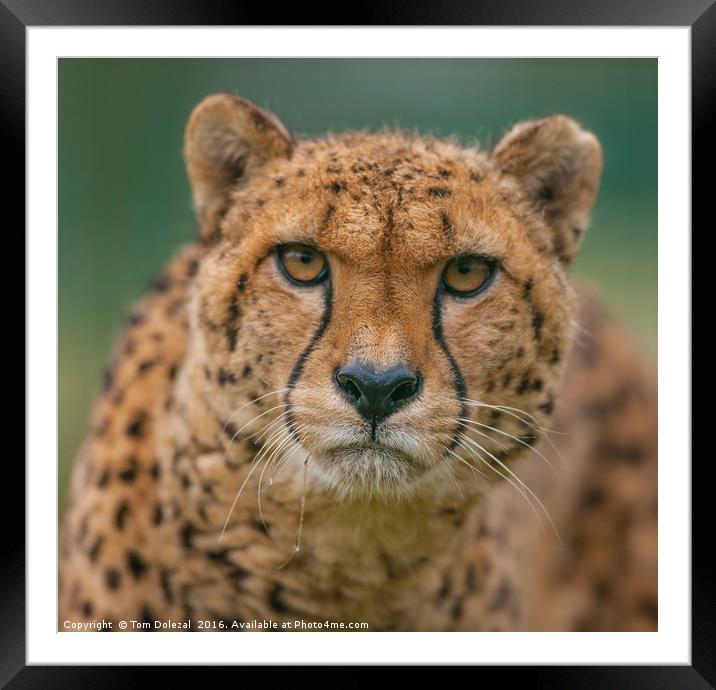 Cheetah eye focus Framed Mounted Print by Tom Dolezal