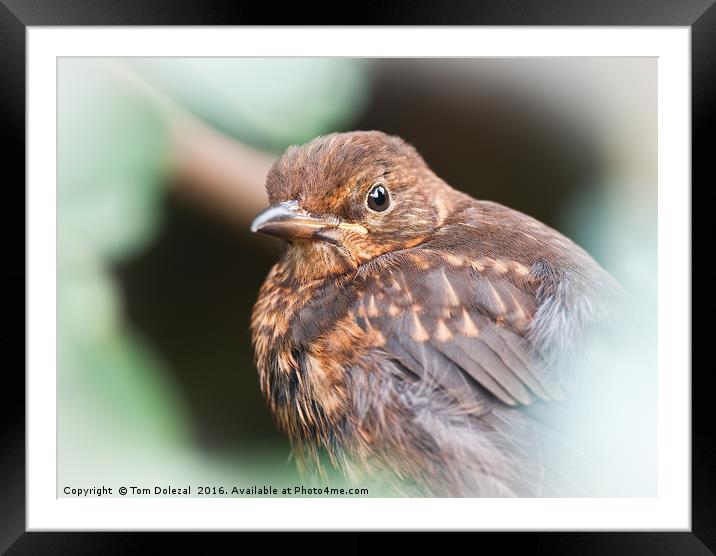 Juvenile Blackbird Framed Mounted Print by Tom Dolezal