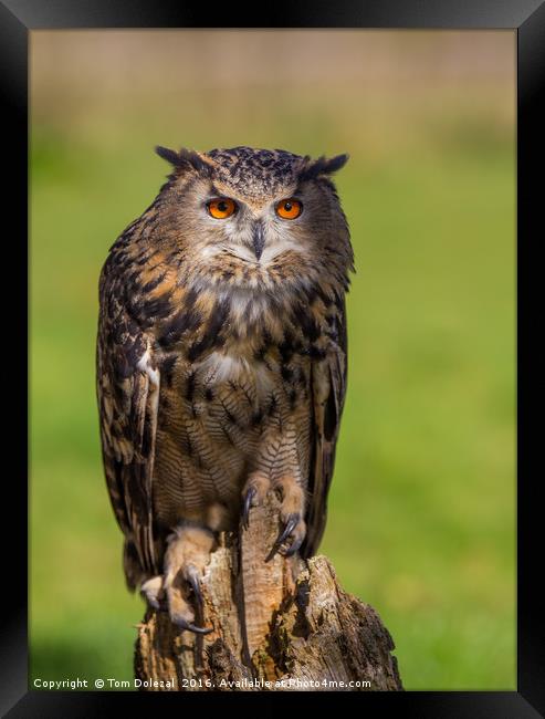 Posing Eagle owl  Framed Print by Tom Dolezal