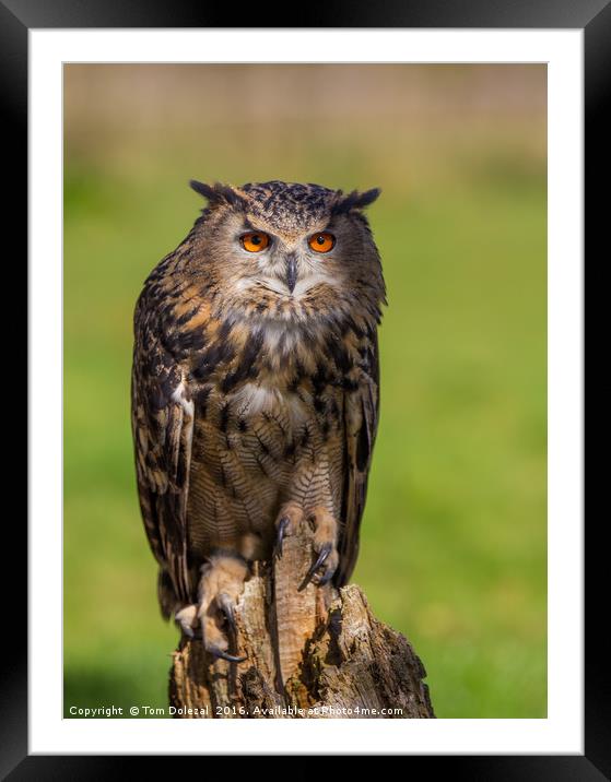 Posing Eagle owl  Framed Mounted Print by Tom Dolezal